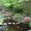 Azaleenblüte im Wassergarten